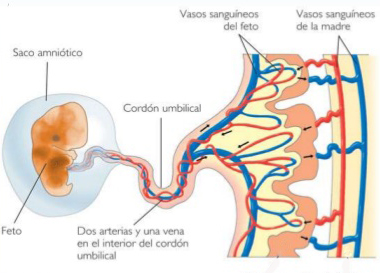 placenta