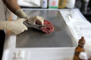 corte de placenta para hacer cápsulas de placenta